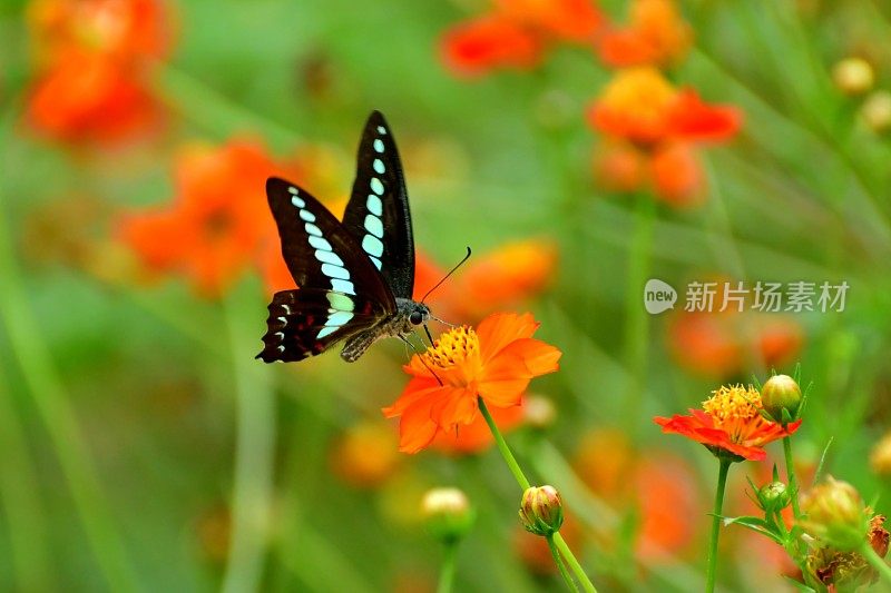 蝴蝶和黄色/橙色的宇宙花